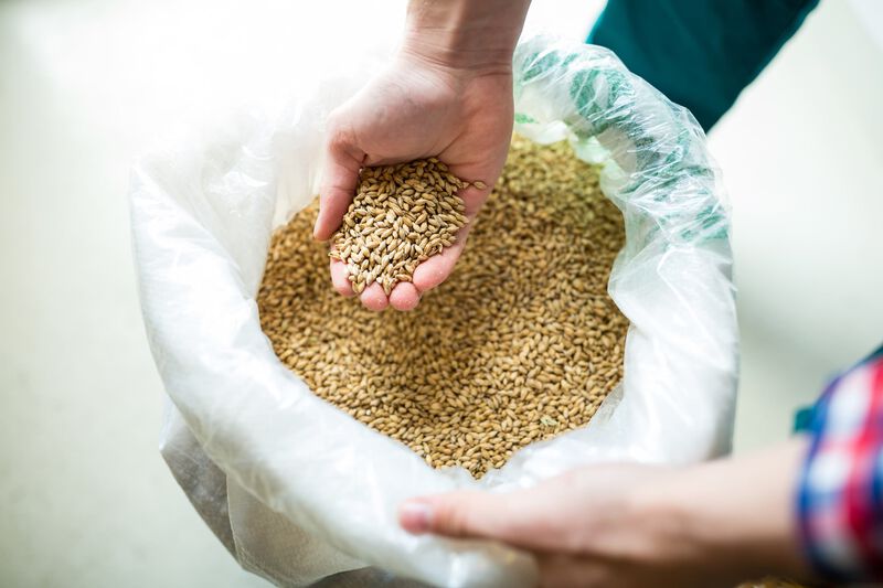 A brewer holds a handful of beer grains